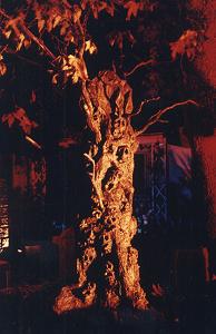 Tree of Souls 1989